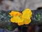 Aranyos rezgőgomba (Tremella mesenterica), Naszály-hegy